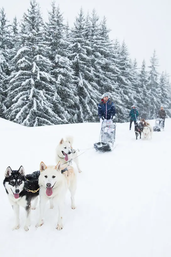 dog sledding meribel