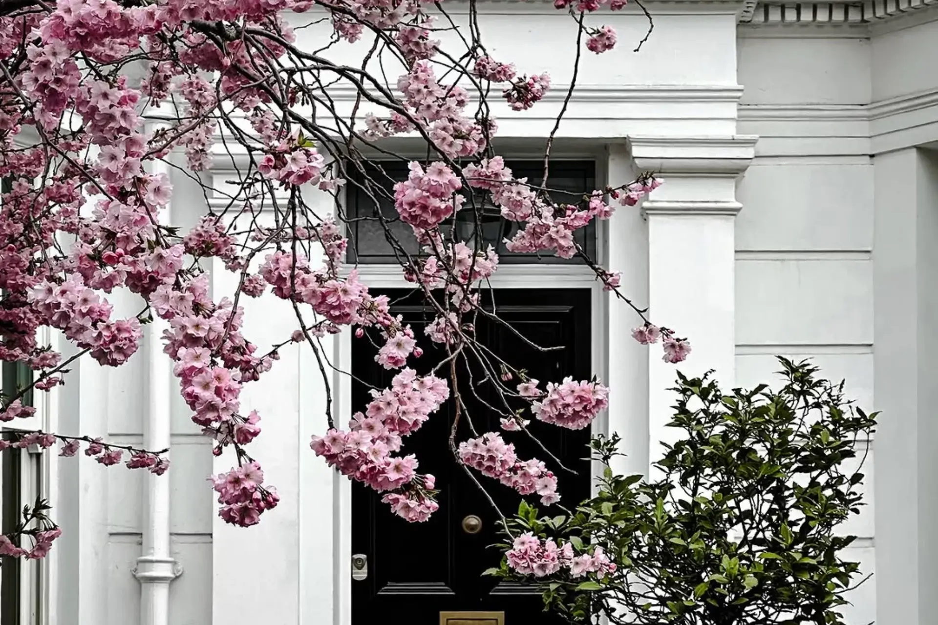 spring blossoms in london