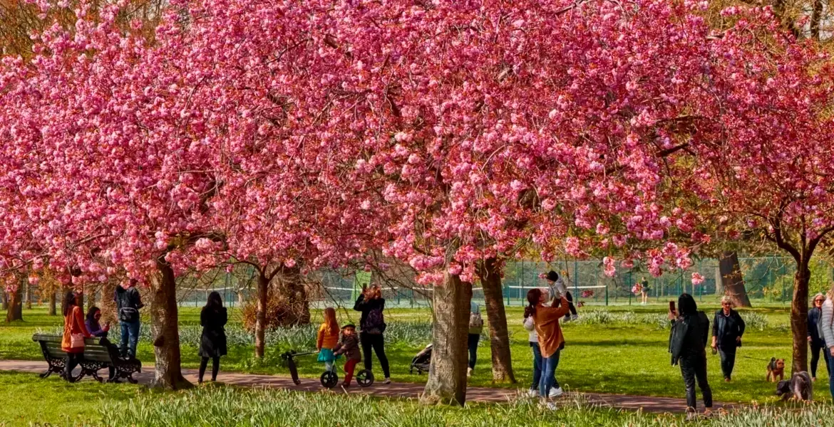 spring blossoms in London