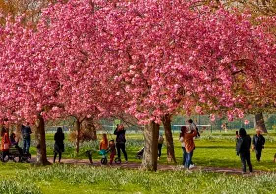 spring blossoms in London