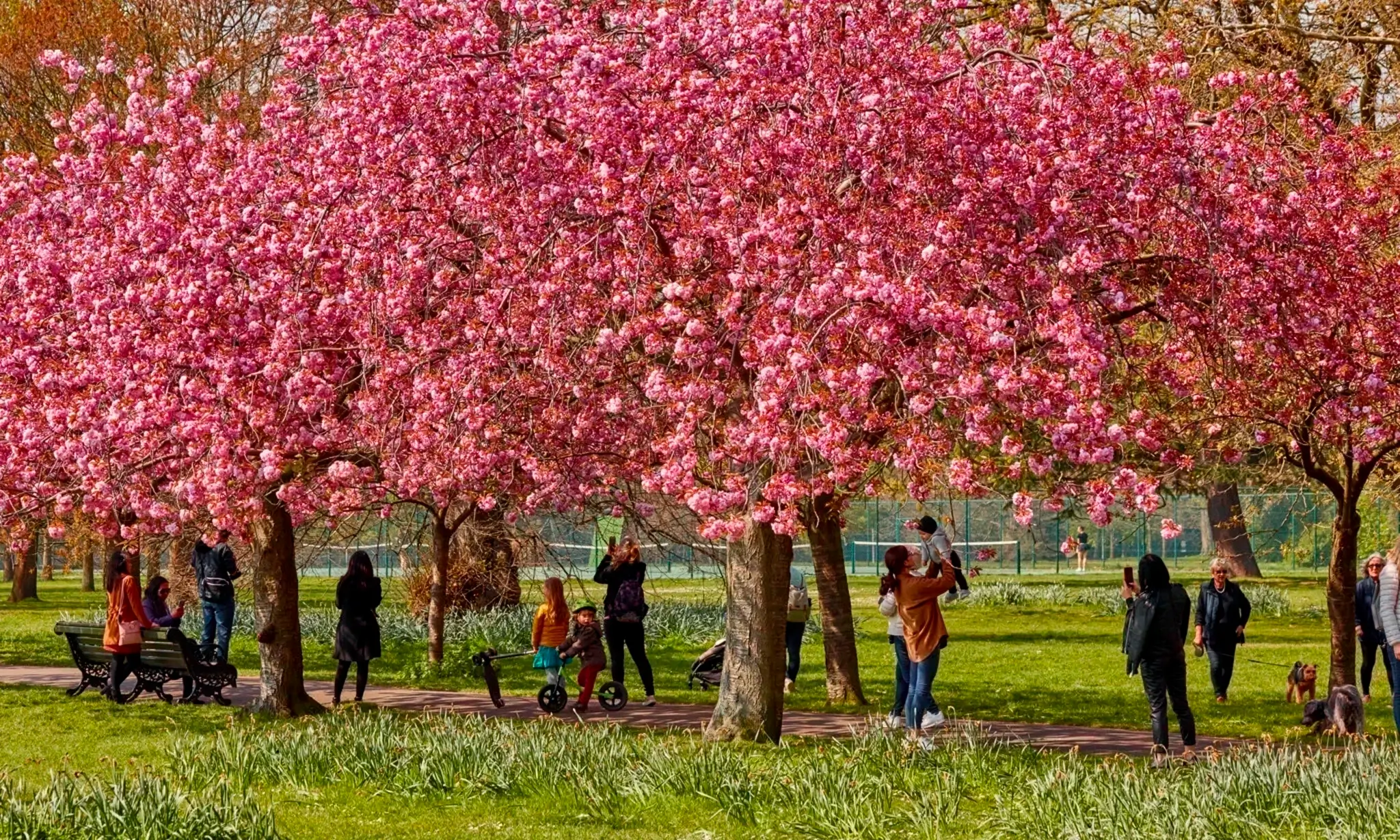 spring blossoms in London