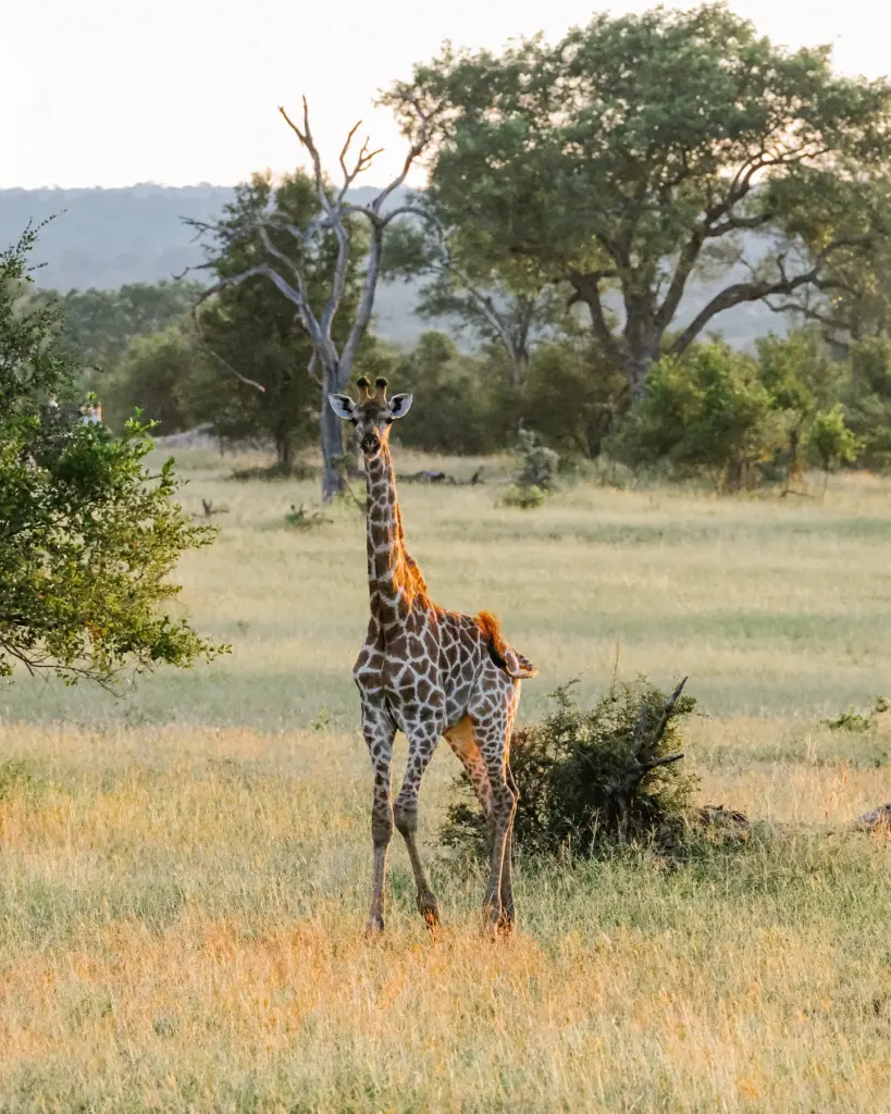 Sabi Sands