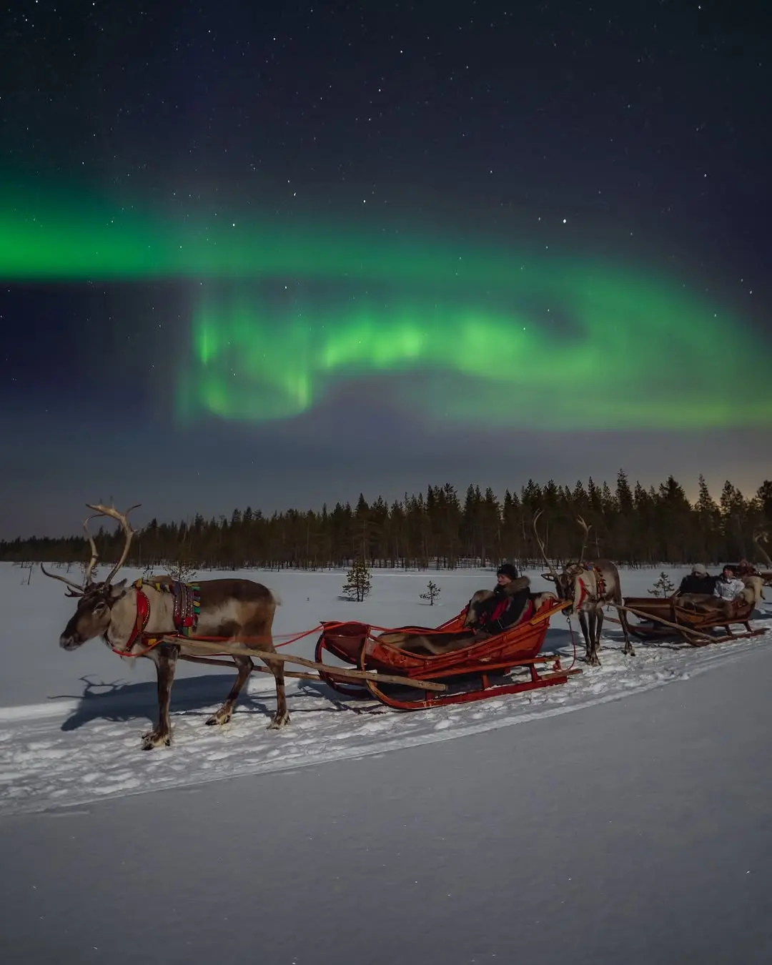 reindeer aurora