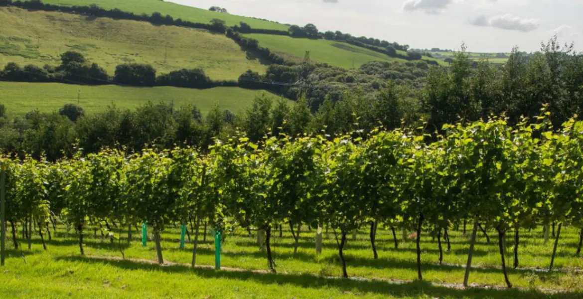 Camel Valley Cornwall