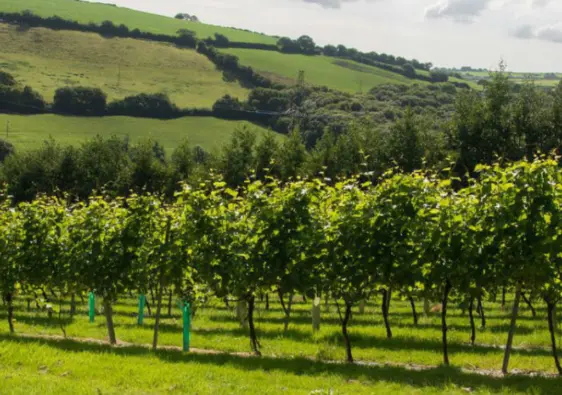 Camel Valley Cornwall