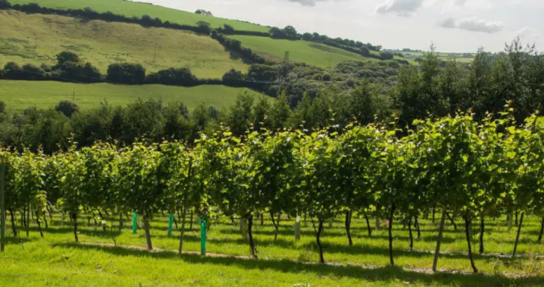 Camel Valley Cornwall