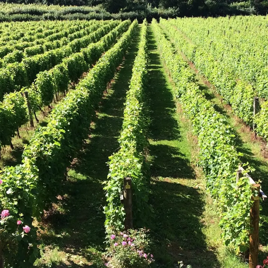 Camel Valley Vineyard